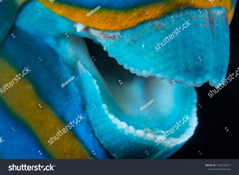 parrot fish teeth